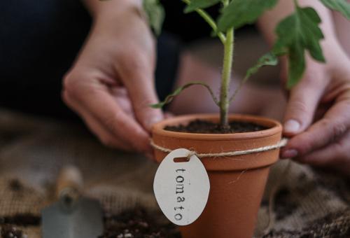 Potted plant